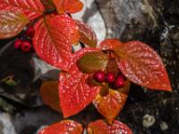 Früchte und Blätter der Runzeligen-Zwergmispel in Herbstfarben